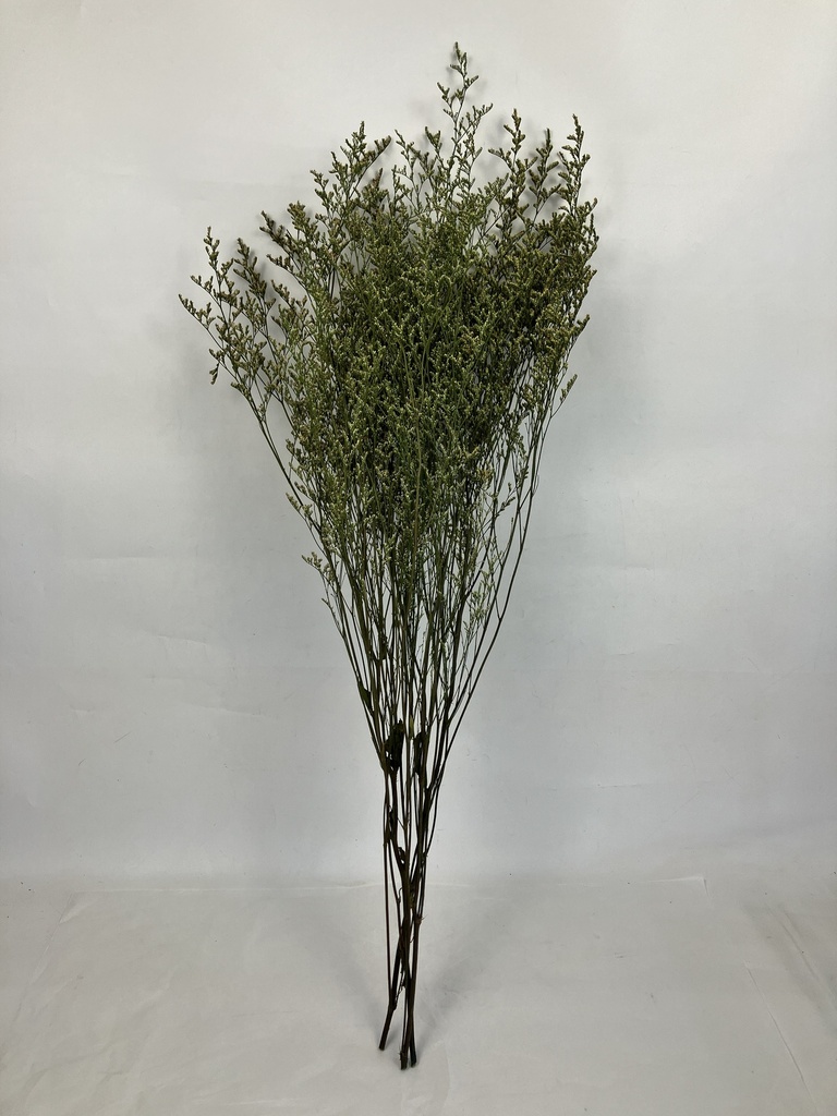  Light green/Limoniums/Caspia (lover grass)