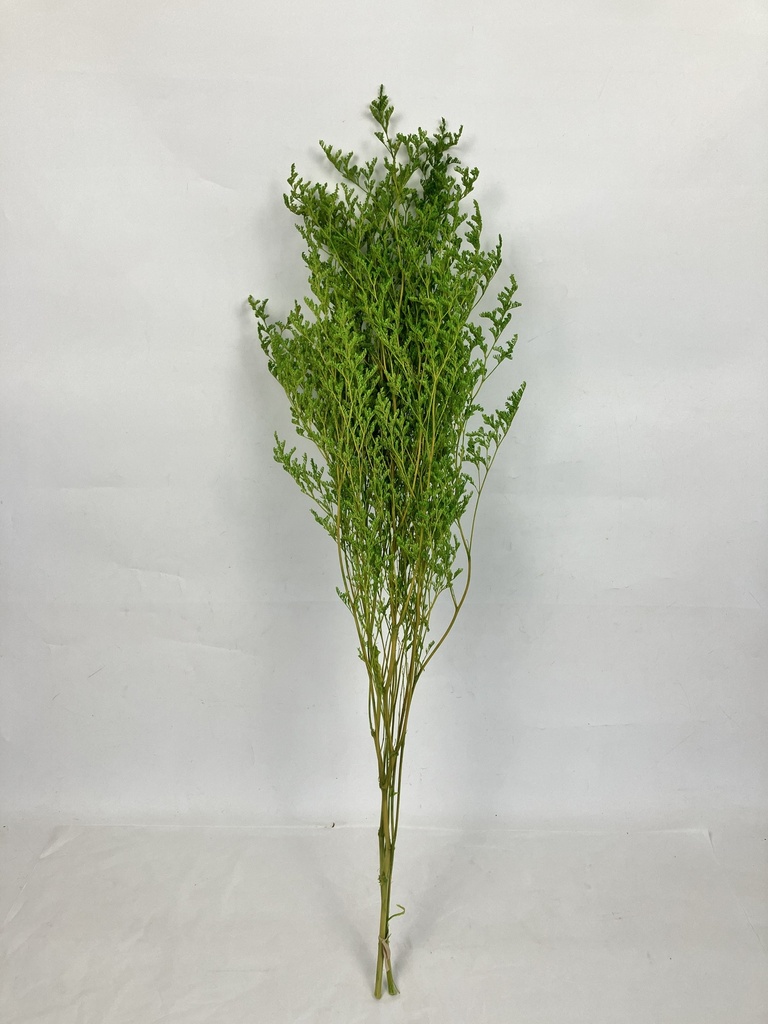 Apple Green/Limoniums/Caspia (Lover Grass)