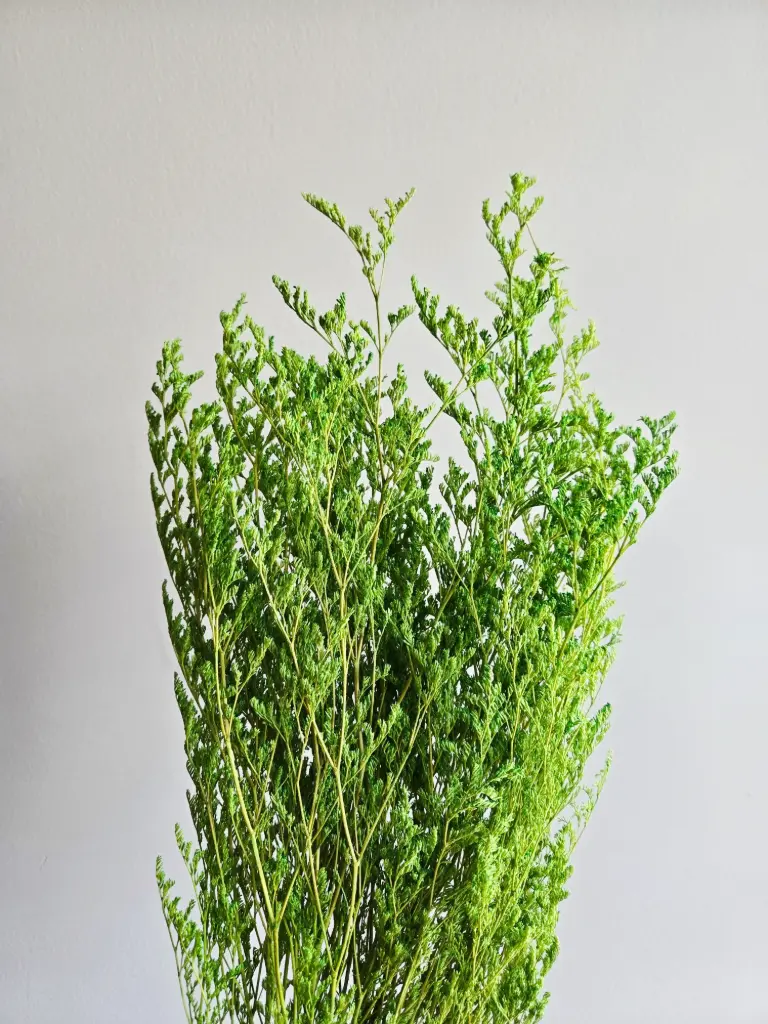 Apple Green/Limoniums/Caspia (Lover Grass)