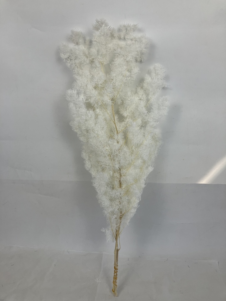 White/Ming Fern(Asparagus Myriocladus)