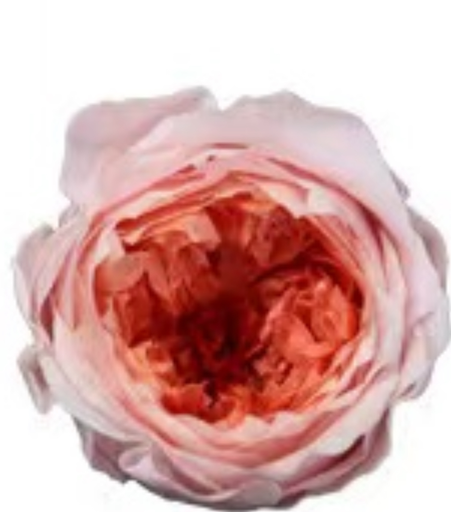 Pink & Orange / Preserved Austin Rose