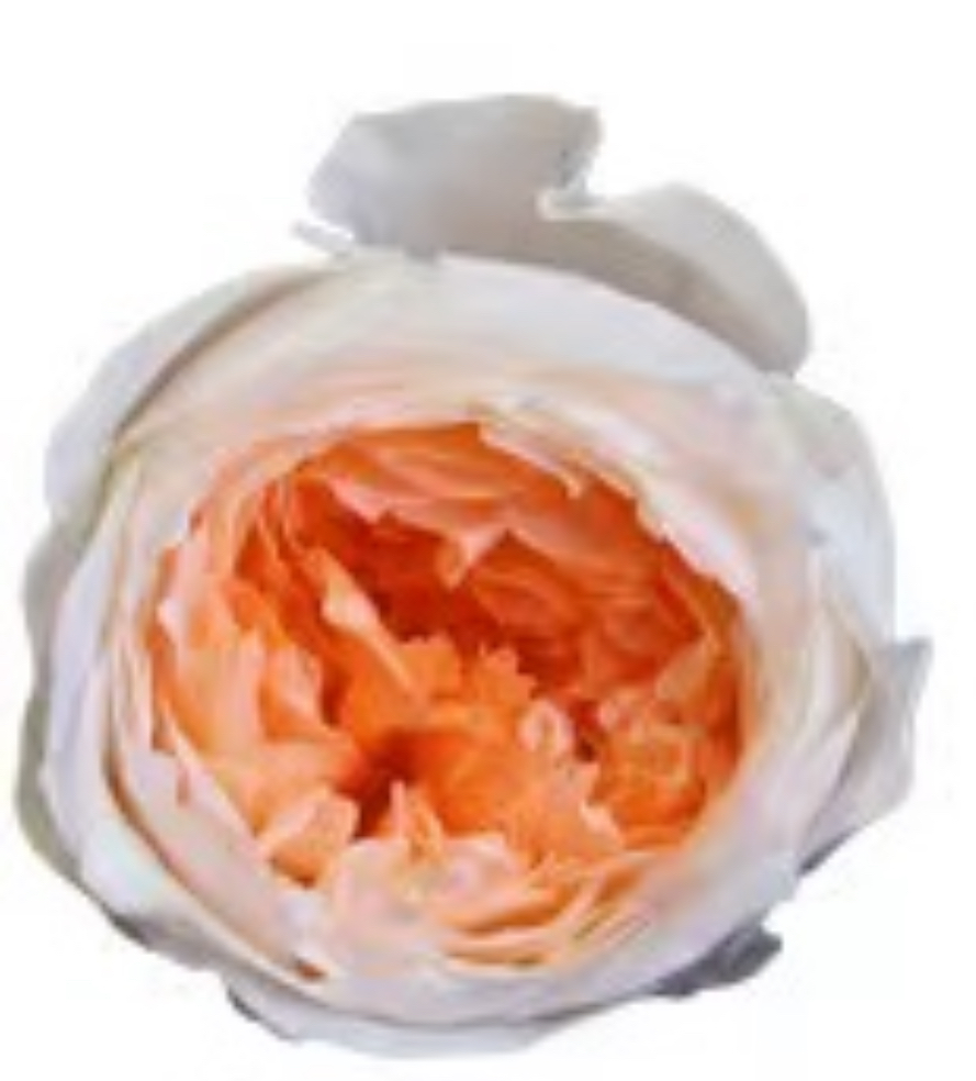 White & Orange / Preserved Austin Rose