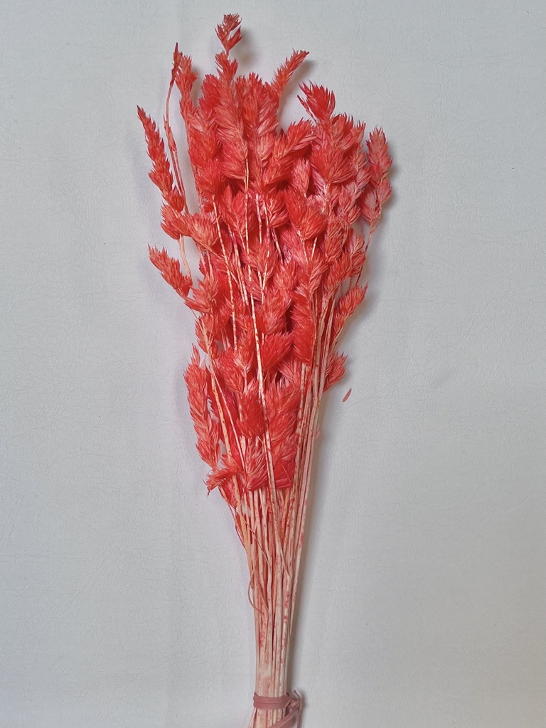 Light Red-Orange/Fairy Grass