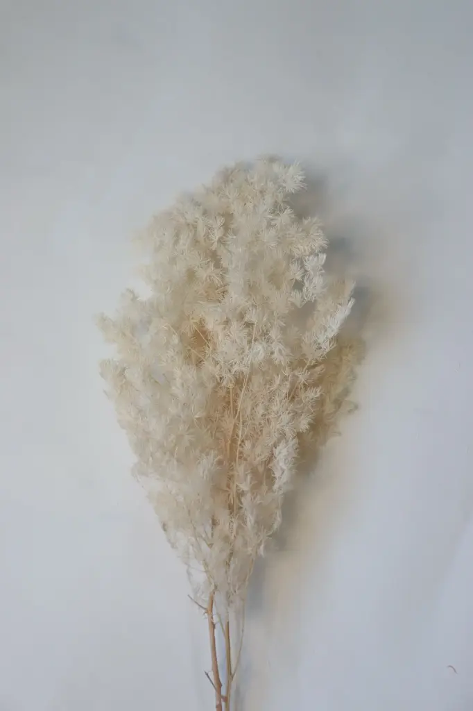 Oatmeal White / Ming fern