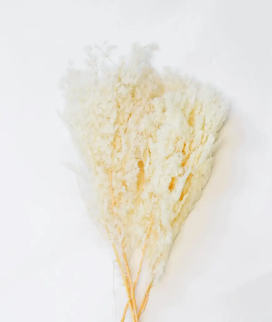 Creamy White / Ming fern