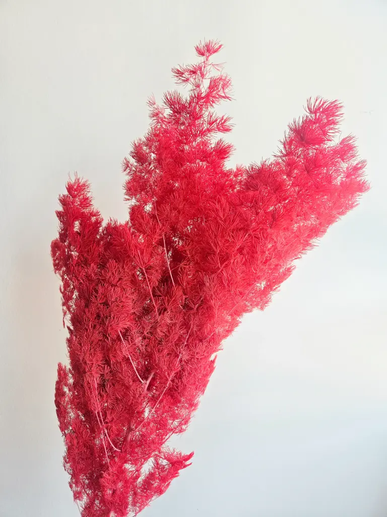 Red / Ming Fern
