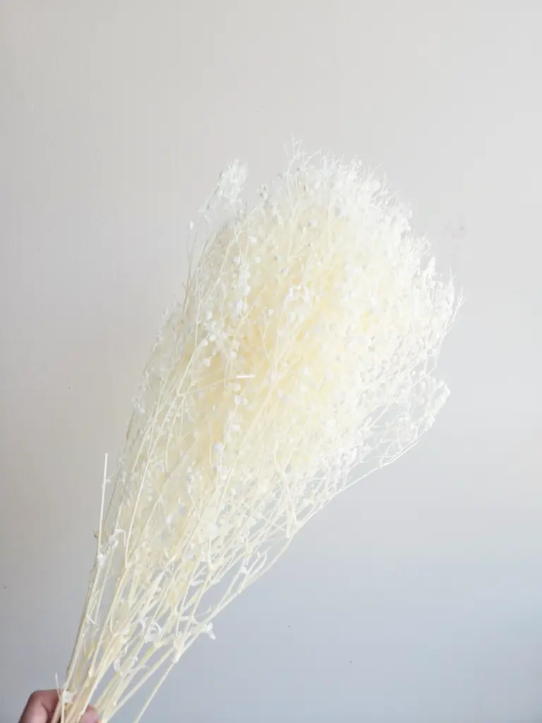 Bleached White / Gypsophila