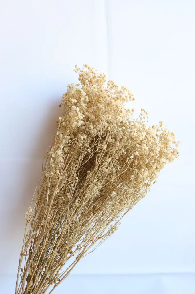 Natural/ Gypsophila