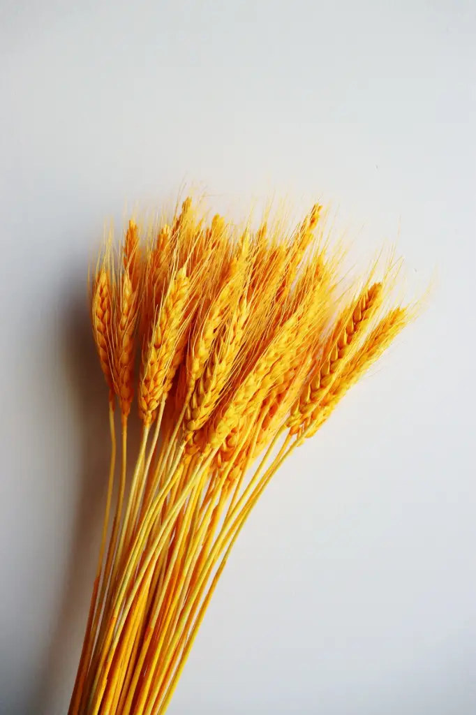 Golden/Wheat