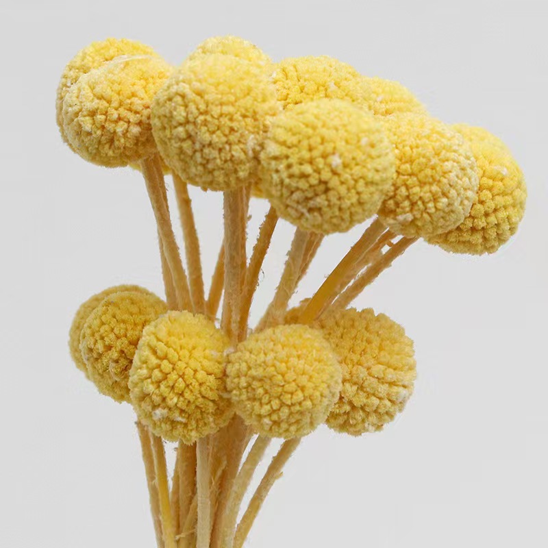 Light Yellow/Billy ball