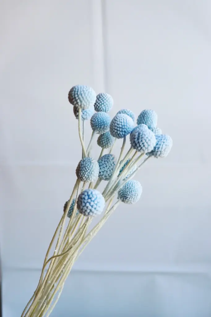 Sky Blue/Billy Ball