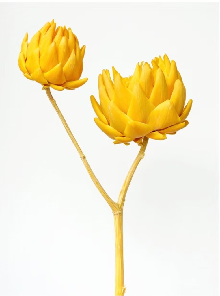 golden yellow /artichoke/single Stem