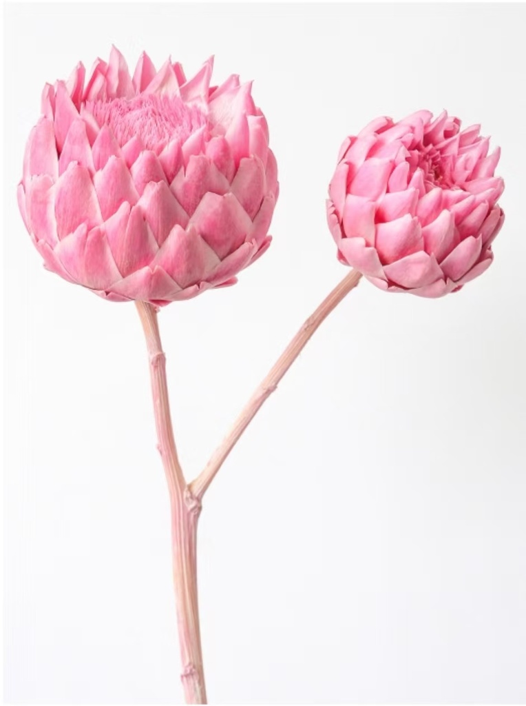 Sakura Pink /Artichoke/Single Stem