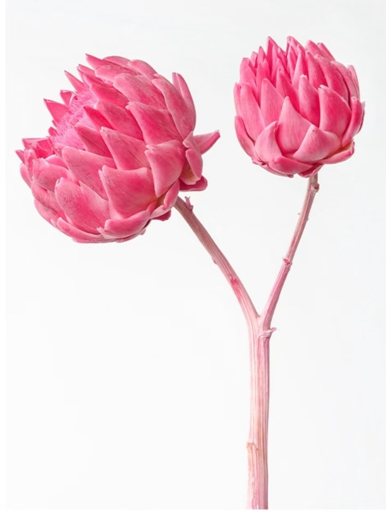 Sweet Pink/Artichoke/Single Stem