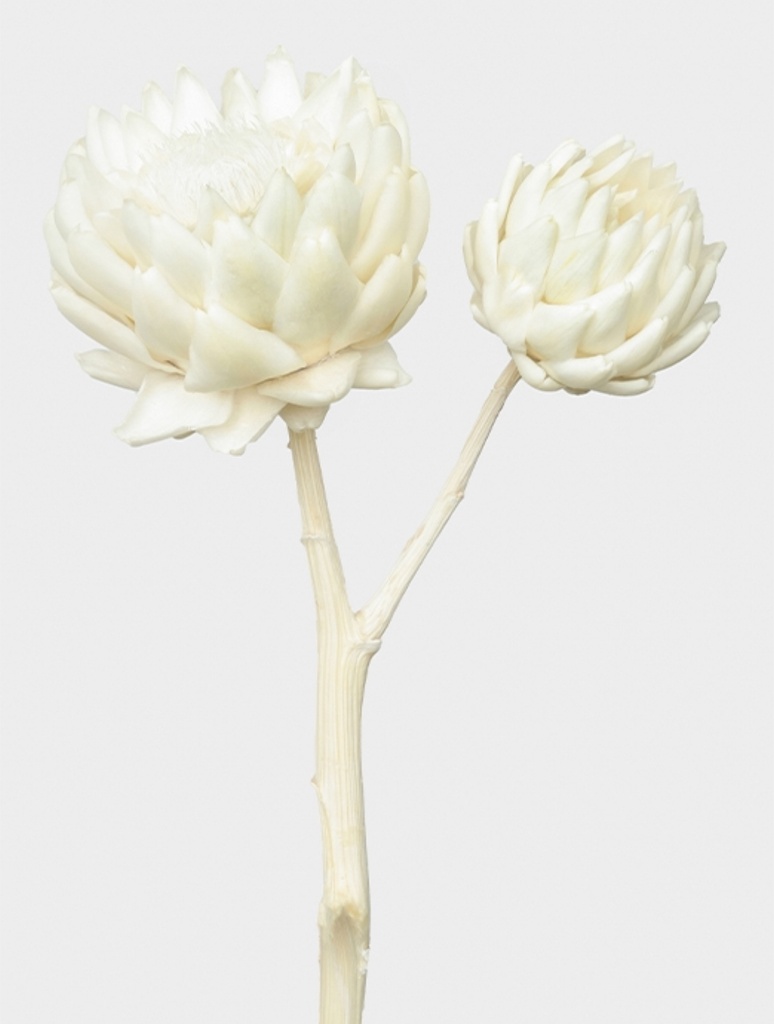 White /Artichoke/Single Stem