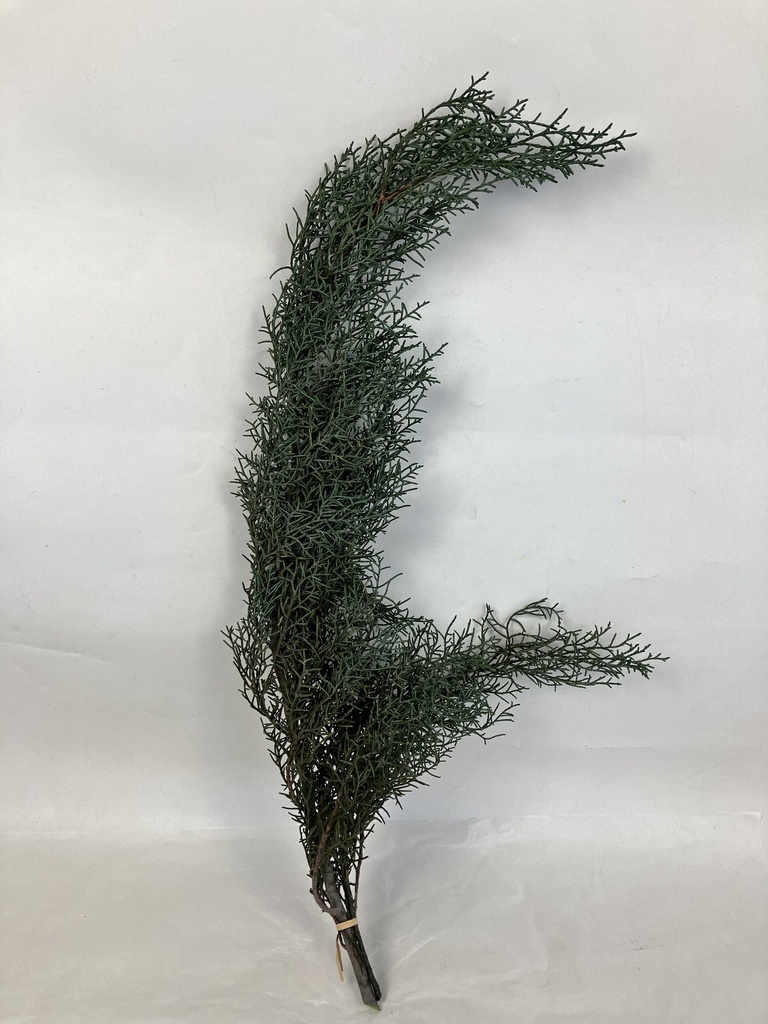 Cypress