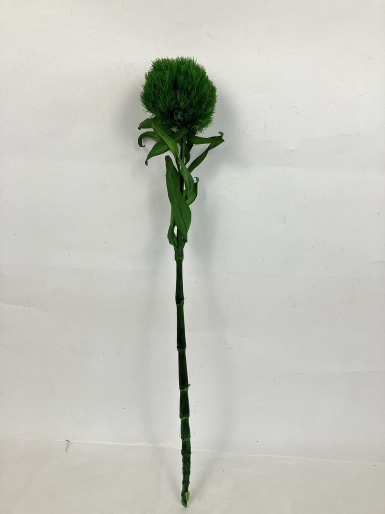 Dianthus Chinensis