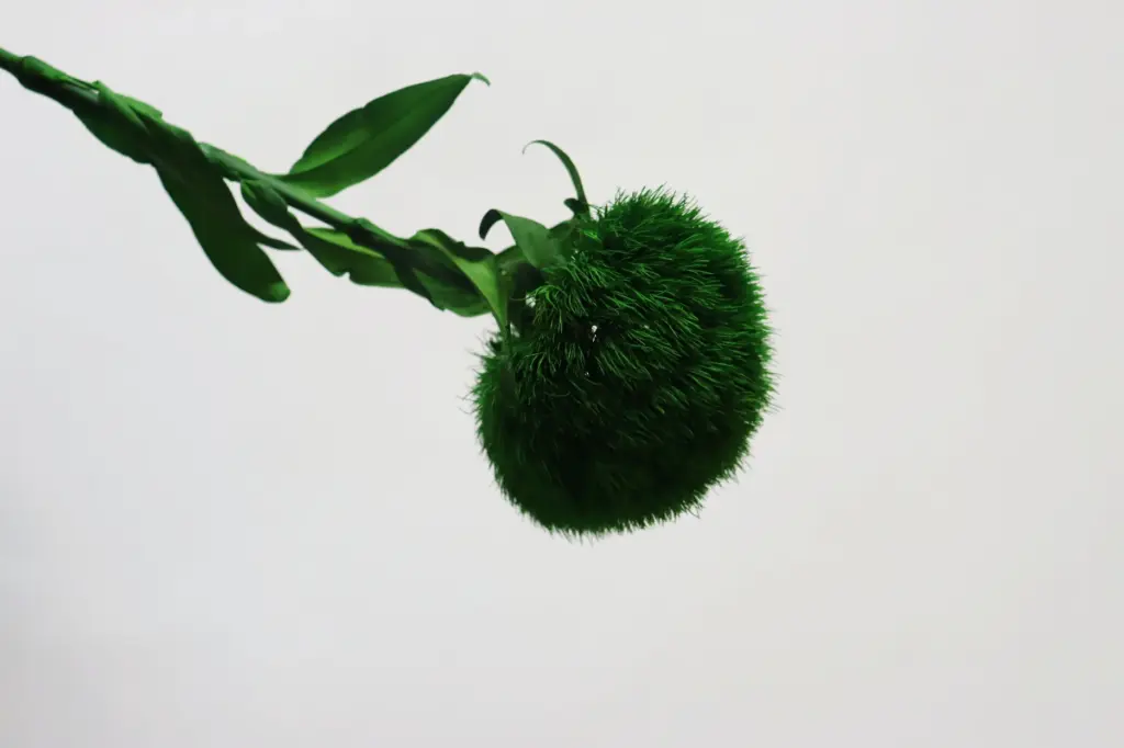 Green Ball Dianthus 