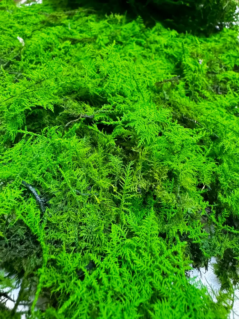 FEATHER MOSS