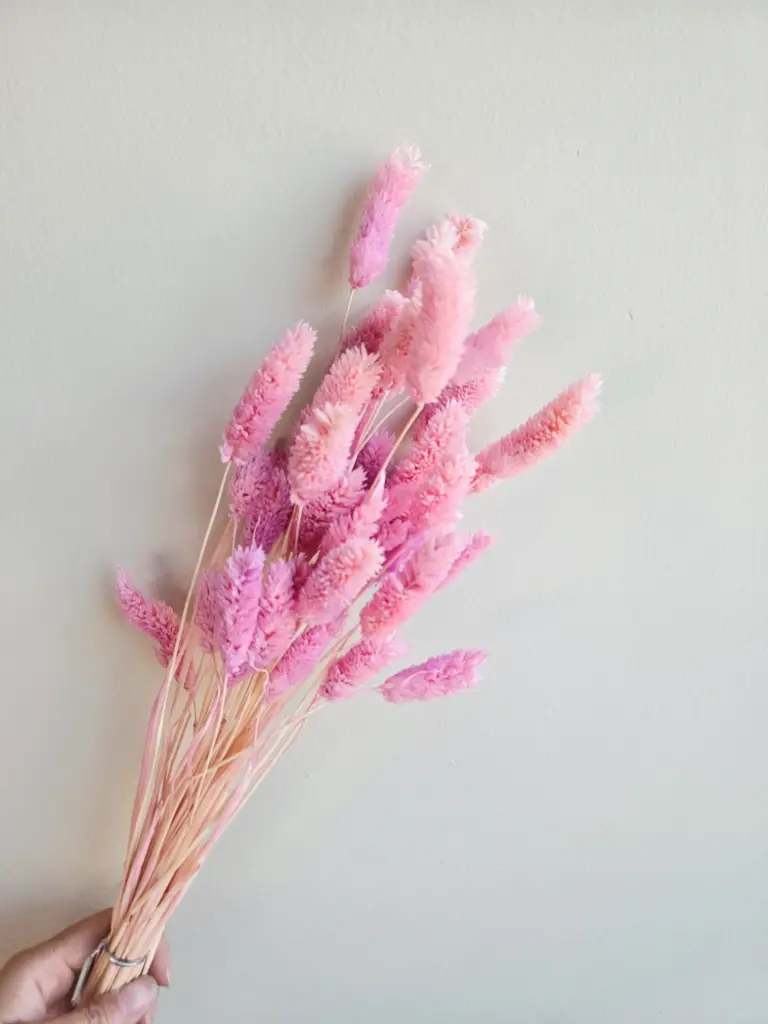 Pinkish Purple / Gem Grass （phalaris） 
