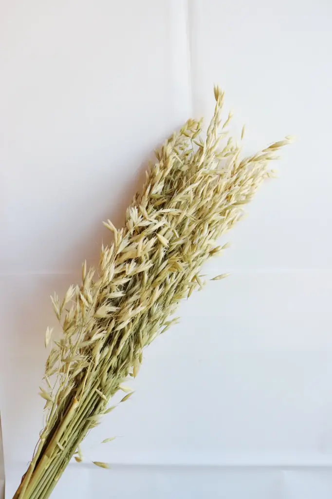Natural/Oat