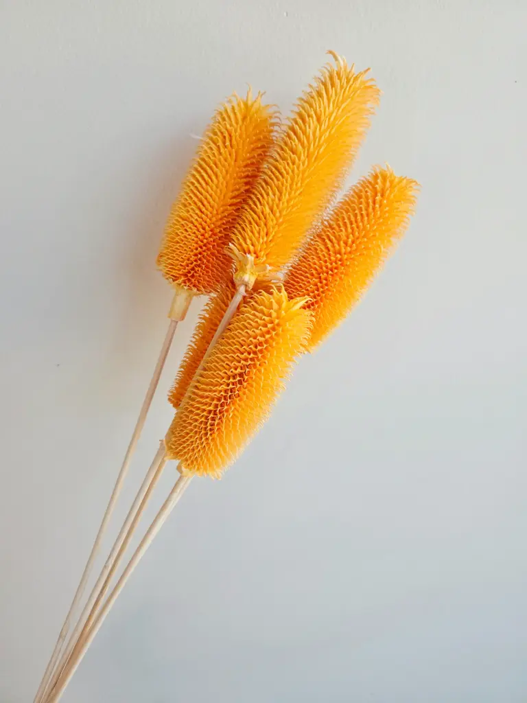 Light Orange / Dipsacus Sativus