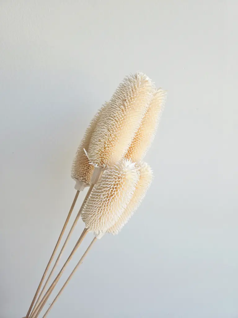 White/Dipsacus Sativus