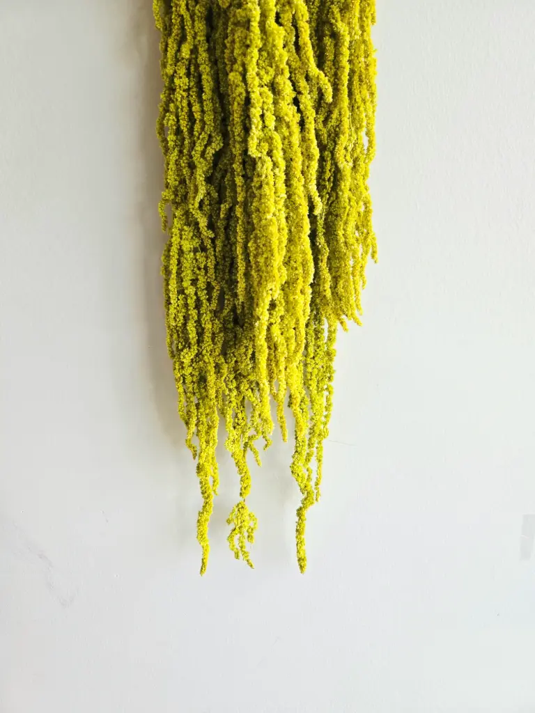 Lime Green/Amaranthus