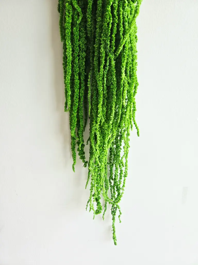  Green/Amaranthus 