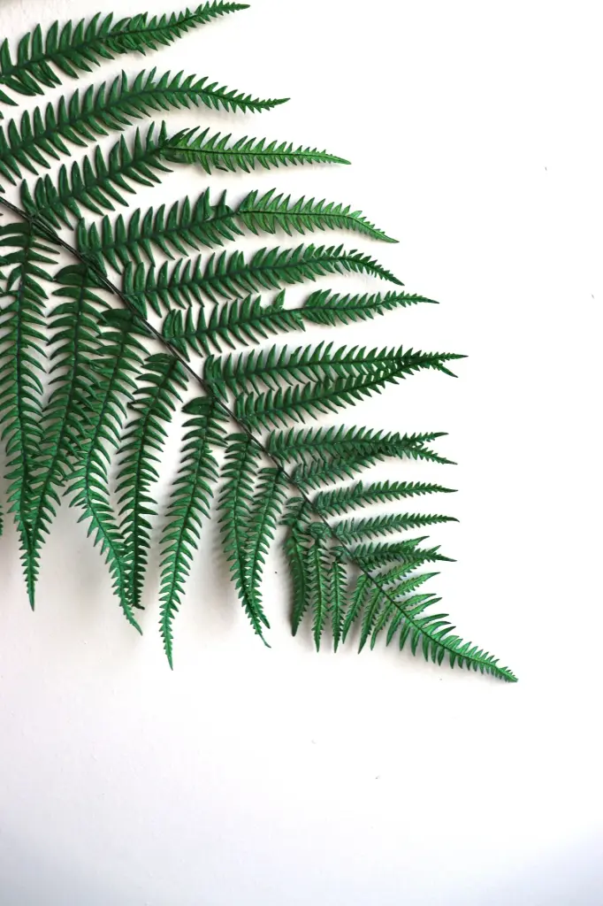 Green/Frond 