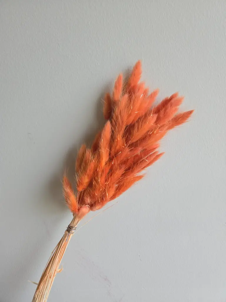 Deep Reddish Brown / Lagurus (Bunny Tail )  