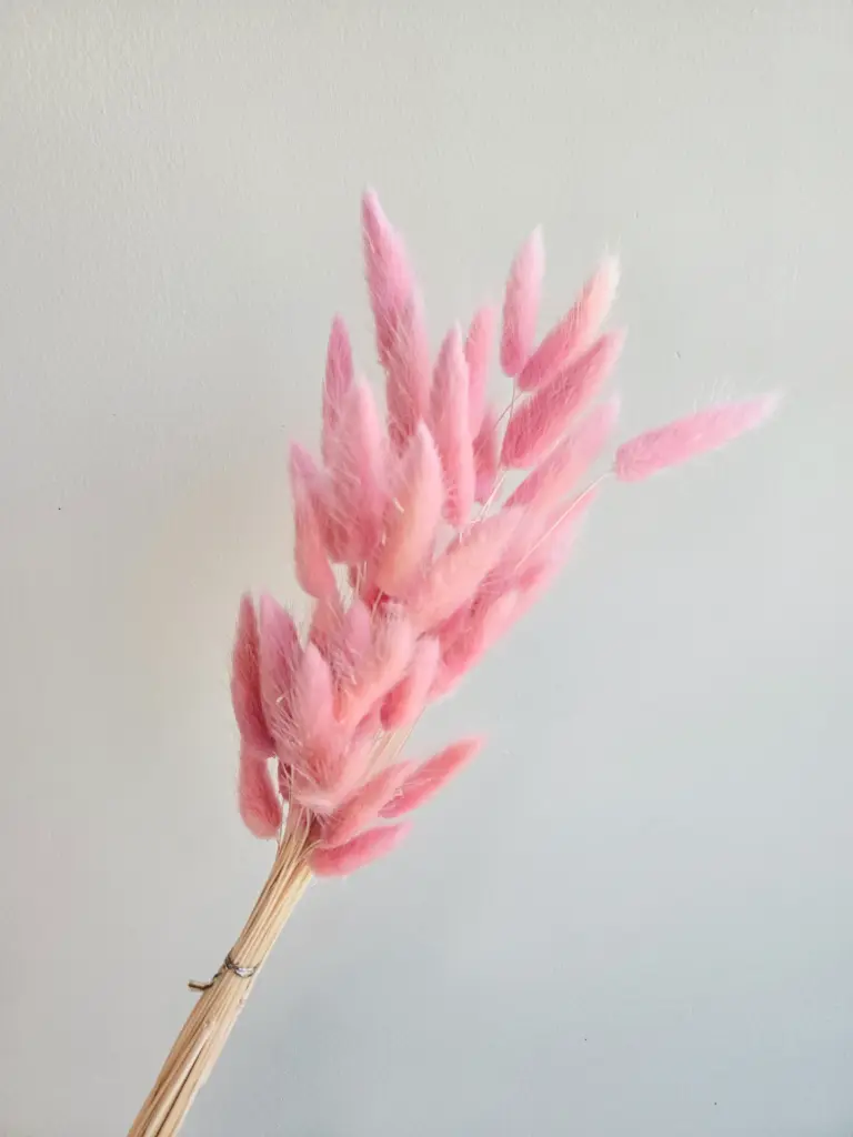 Pinkish Purple / Lagurus (Bunny Tail ) 