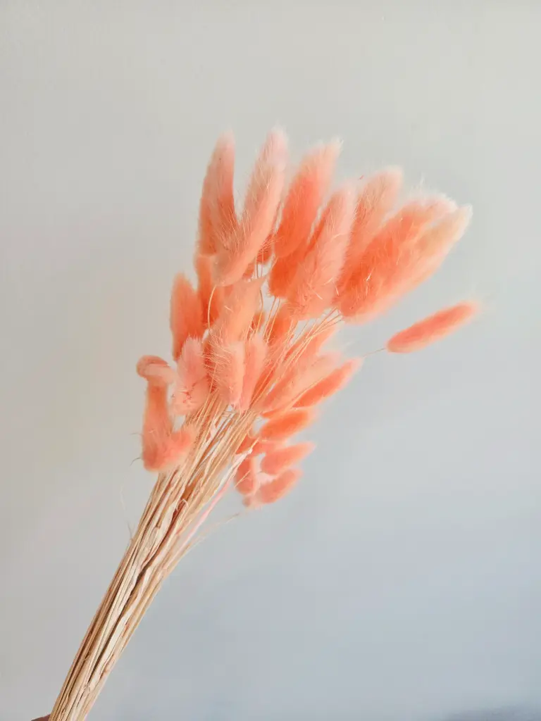 Reddish Brown/Lagurus (Bunny Tail ) 