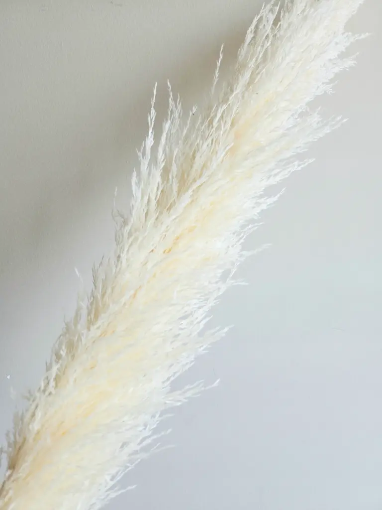 White/Ironreed Pampas