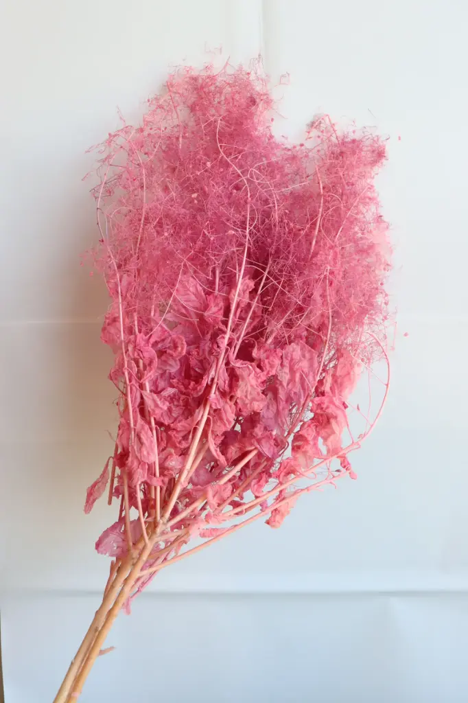 Pink/Cotinus