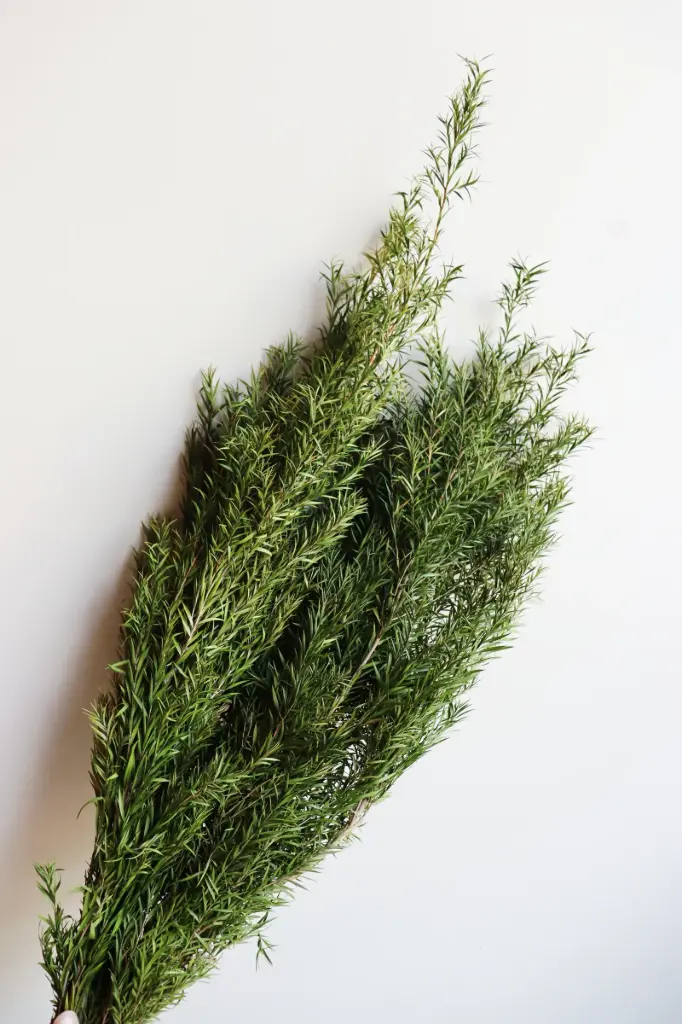Grass Green / Honey Mytle