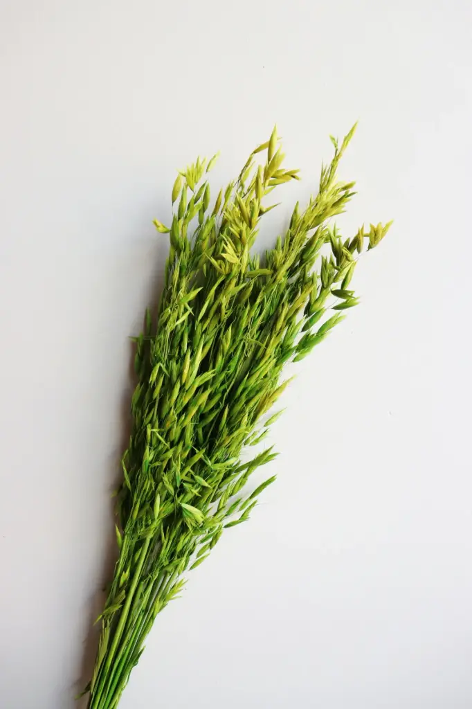 Lime Green/ Oat