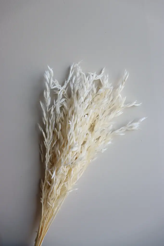 White/Oat