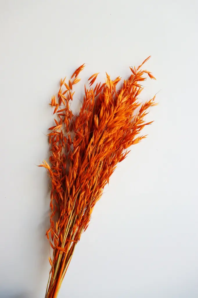 Orange/Oat