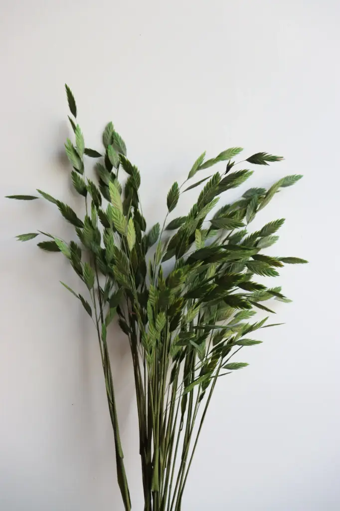 Grass Green/ North America Wild Oat