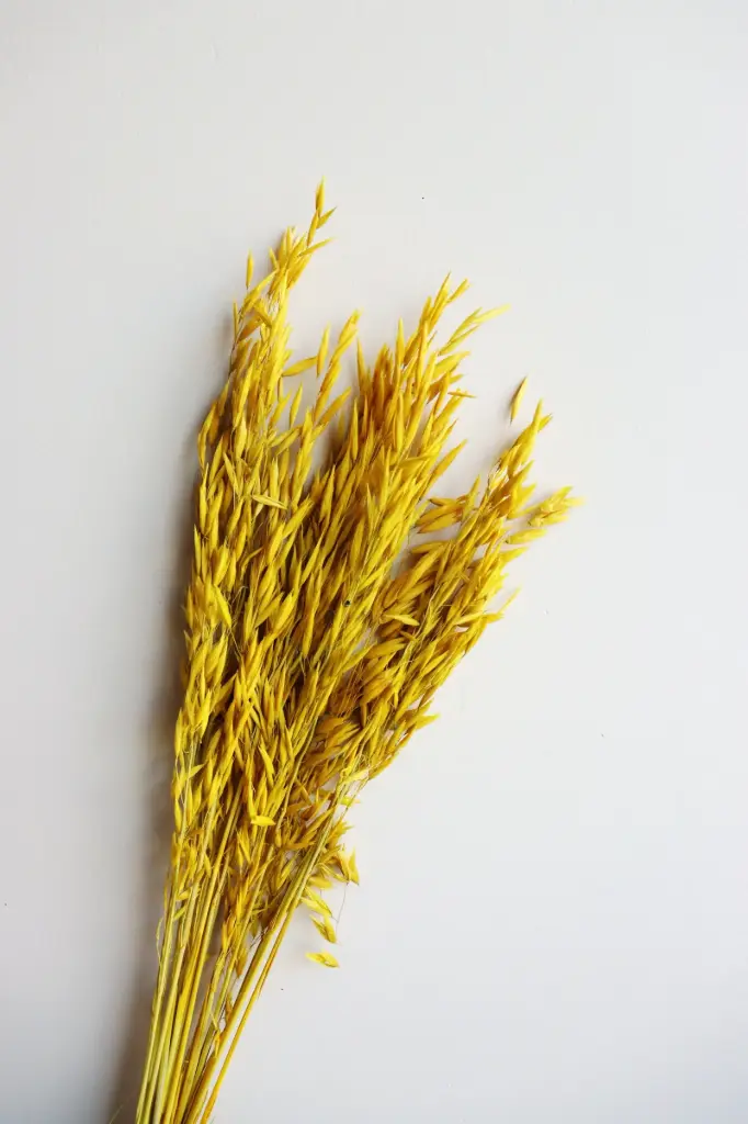 Yellow/Oat