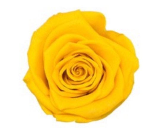 Bright yellow BX008 / rose (single-colour)