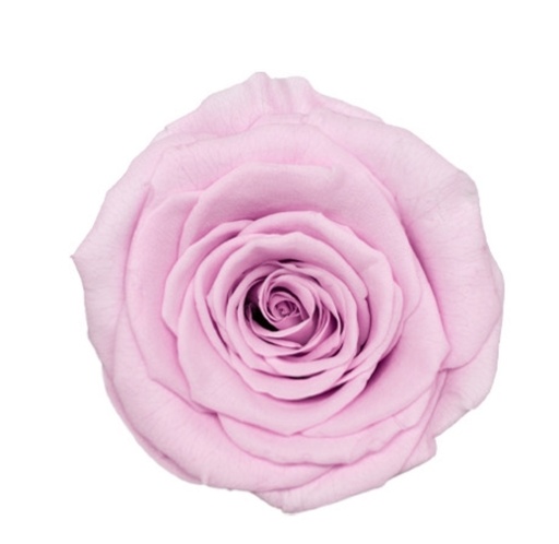 Pale Pink / Preserved Rose