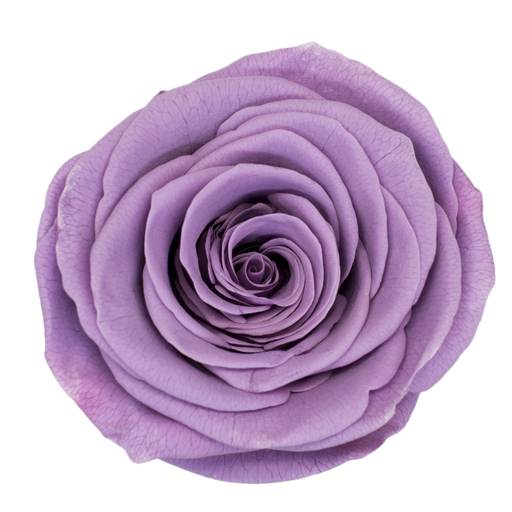 Lavender / Preserved Rose 