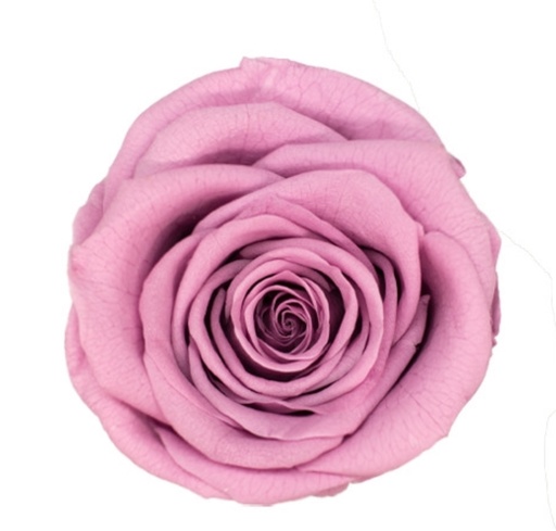 Taro Purple / Preserved Rose 