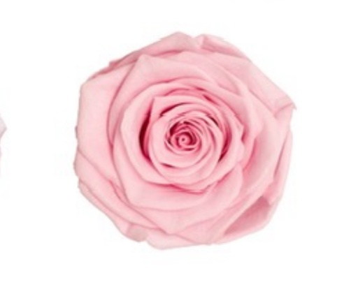 Periwrinkle / Preserved Rose 