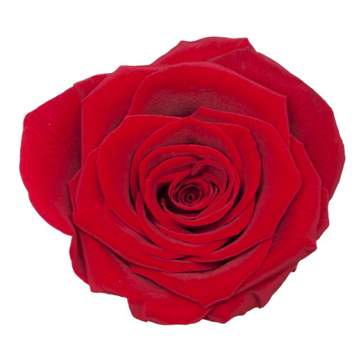Red / Preserved Rose