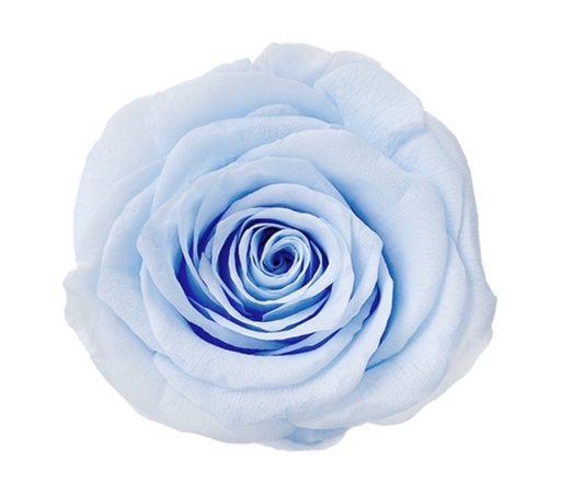 Baby Blue / Preserved Rose
