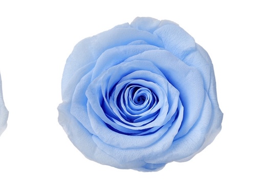 [Sky blue] Rose (single-colour)/Sky blueBX008