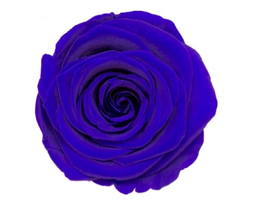 [Royal blue] Rose (single-colour)/Royal blueBX008